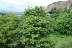 Polyalthia cerasoides